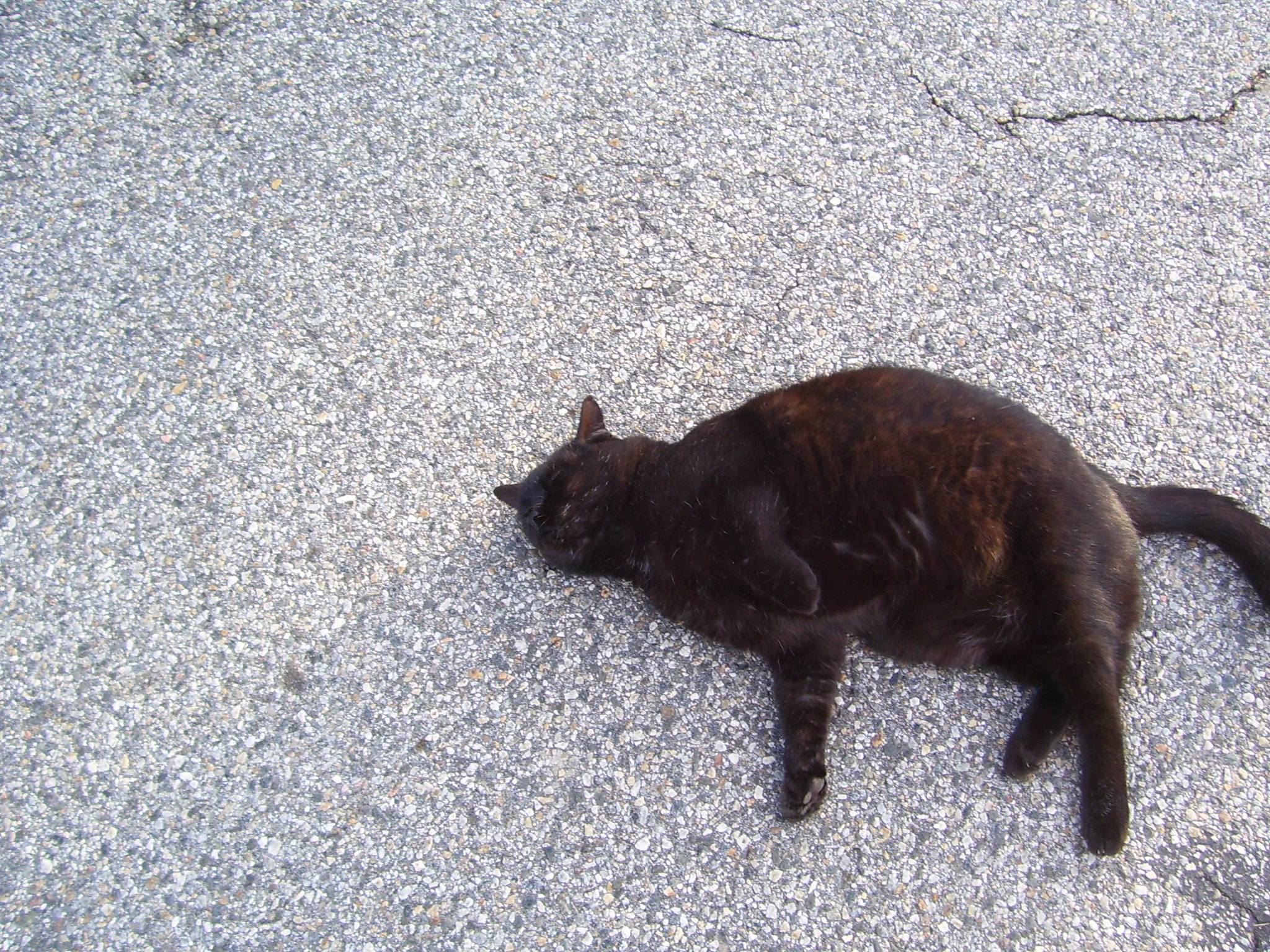 Can Cats Get Lyme Disease Http 15andmeowinghttp 15andmeowing can-cats-get-lyme-disease-http-15andmeowinghttp-15andmeowing